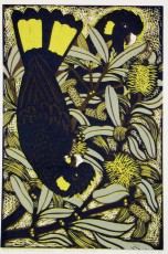 1.Black Cockatoos