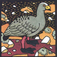 Cape Barren Goose