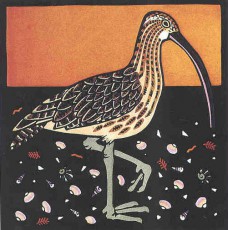 Curlew