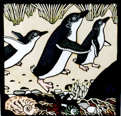 Fairy Penguins 1