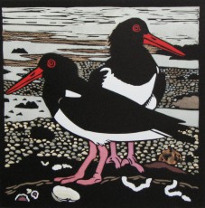 Pied Oyster Catchers 1