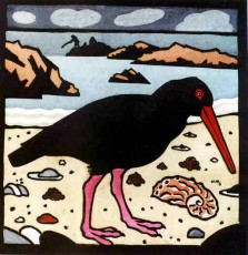 Sooty Oyster Catcher