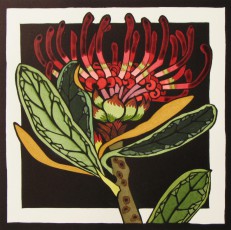 Waratah 5